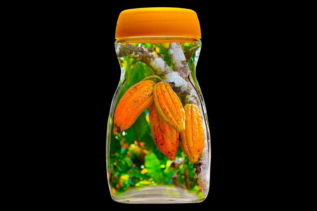 Cacau - Chocolate - Cacau Amado - Ilhéus - Fotografias de Paisagens - Paisagens Bonitas - Paisagens Lindas - Fotos de Paisagens Naturais - Fotografia de Paisagem - Fotografia de Viagem - Terras do Sem Fim