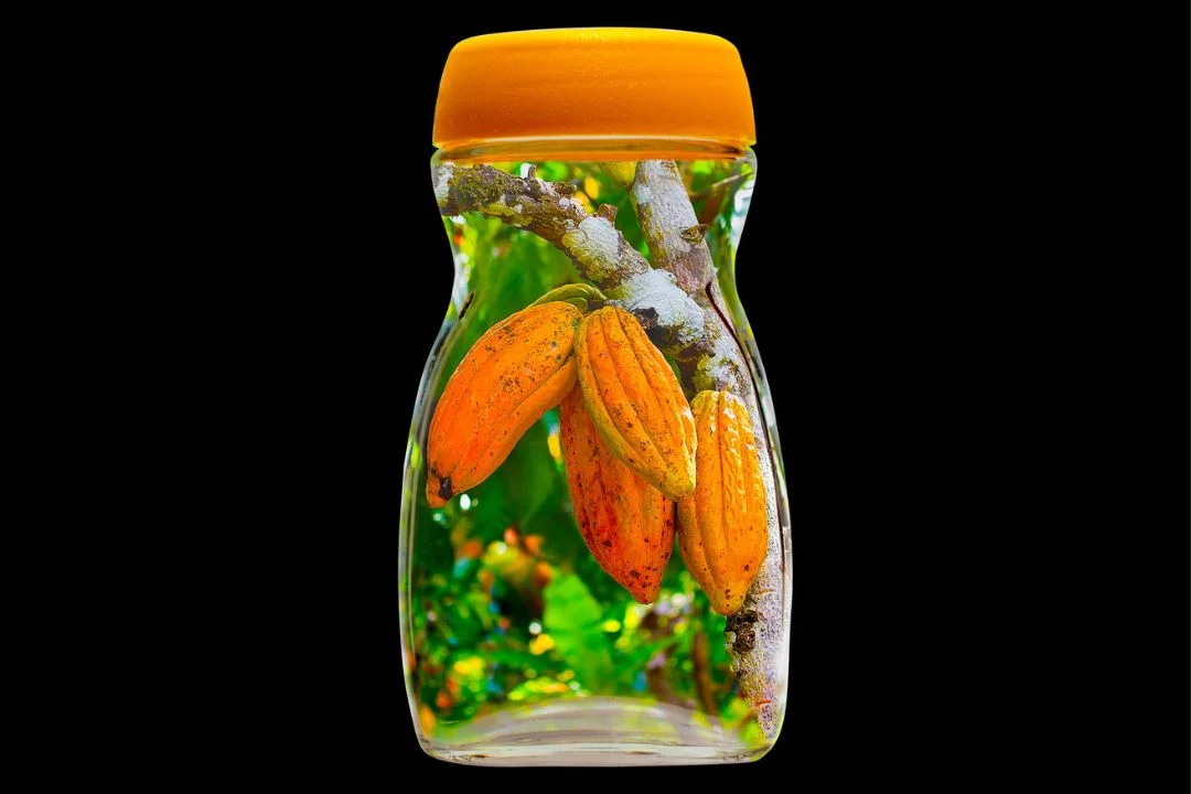 Cacau - Chocolate - Cacau Amado - Ilhéus - Fotografias de Paisagens - Paisagens Bonitas - Paisagens Lindas - Fotos de Paisagens Naturais - Fotografia de Paisagem - Fotografia de Viagem - Terras do Sem Fim