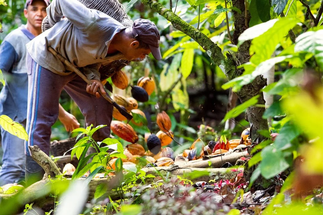 Cacau - Chocolate - Cacau Amado - Ilhéus - Fotografias de Paisagens - Paisagens Bonitas - Paisagens Lindas - Fotos de Paisagens Naturais - Fotografia de Paisagem - Fotografia de Viagem - Terras do Sem Fim