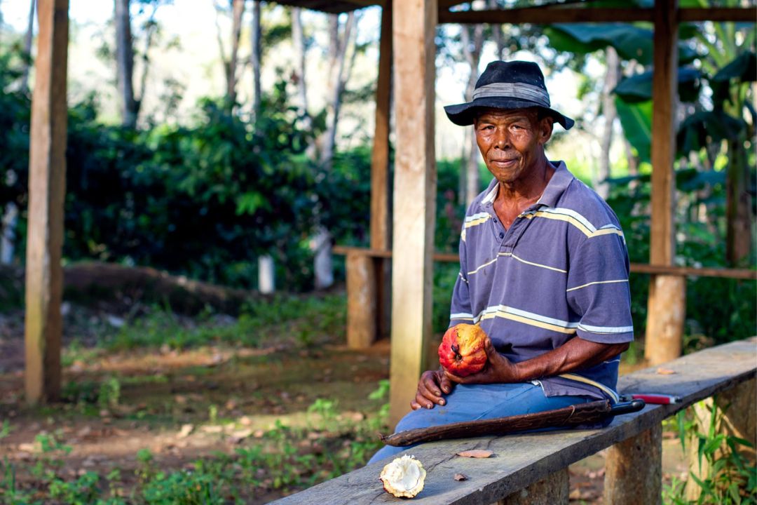 Cacau - Chocolate - Cacau Amado - Ilhéus - Fotografias de Paisagens - Paisagens Bonitas - Paisagens Lindas - Fotos de Paisagens Naturais - Fotografia de Paisagem - Fotografia de Viagem - Terras do Sem Fim