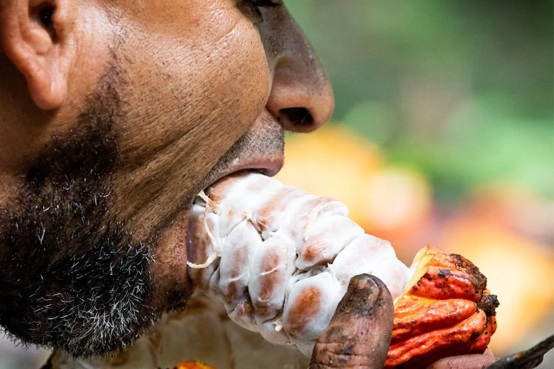 Cacau - Chocolate - Cacau Amado - Ilhéus - Fotografias de Paisagens - Paisagens Bonitas - Paisagens Lindas - Fotos de Paisagens Naturais - Fotografia de Paisagem - Fotografia de Viagem - Terras do Sem Fim