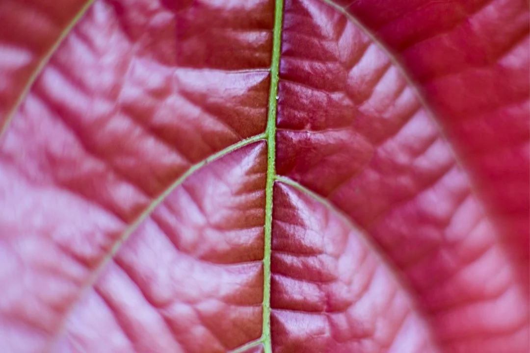 Cacau - Chocolate - Cacau Amado - Ilhéus - Fotografias de Paisagens - Paisagens Bonitas - Paisagens Lindas - Fotos de Paisagens Naturais - Fotografia de Paisagem - Fotografia de Viagem - Terras do Sem Fim