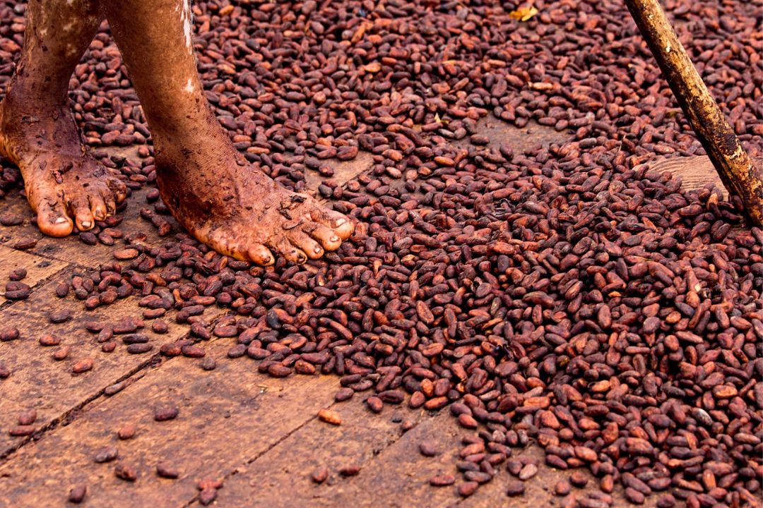 Cacau - Chocolate - Cacau Amado - Ilhéus - Fotografias de Paisagens - Paisagens Bonitas - Paisagens Lindas - Fotos de Paisagens Naturais - Fotografia de Paisagem - Fotografia de Viagem - Terras do Sem Fim