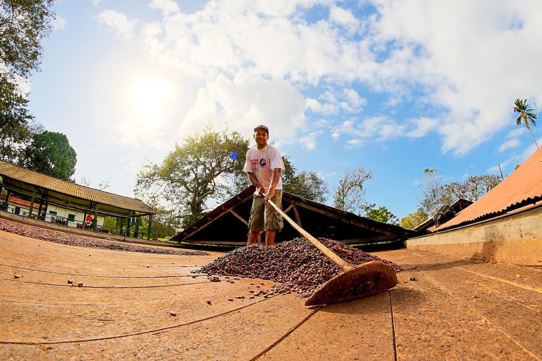 Cacau - Chocolate - Cacau Amado - Ilhéus - Fotografias de Paisagens - Paisagens Bonitas - Paisagens Lindas - Fotos de Paisagens Naturais - Fotografia de Paisagem - Fotografia de Viagem - Terras do Sem Fim