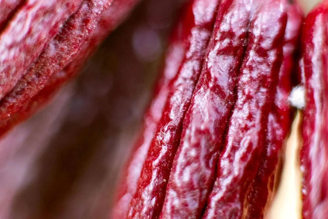 Cacau - Chocolate - Cacau Amado - Ilhéus - Fotografias de Paisagens - Paisagens Bonitas - Paisagens Lindas - Fotos de Paisagens Naturais - Fotografia de Paisagem - Fotografia de Viagem - Terras do Sem Fim