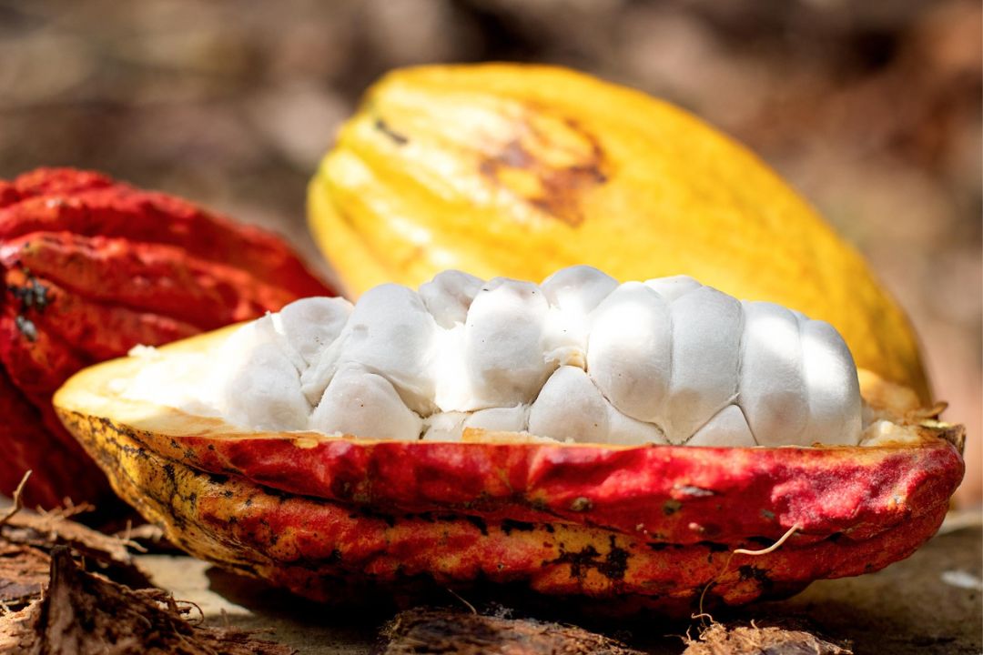 Cacau - Chocolate - Cacau Amado - Ilhéus - Fotografias de Paisagens - Paisagens Bonitas - Paisagens Lindas - Fotos de Paisagens Naturais - Fotografia de Paisagem - Fotografia de Viagem - Terras do Sem Fim