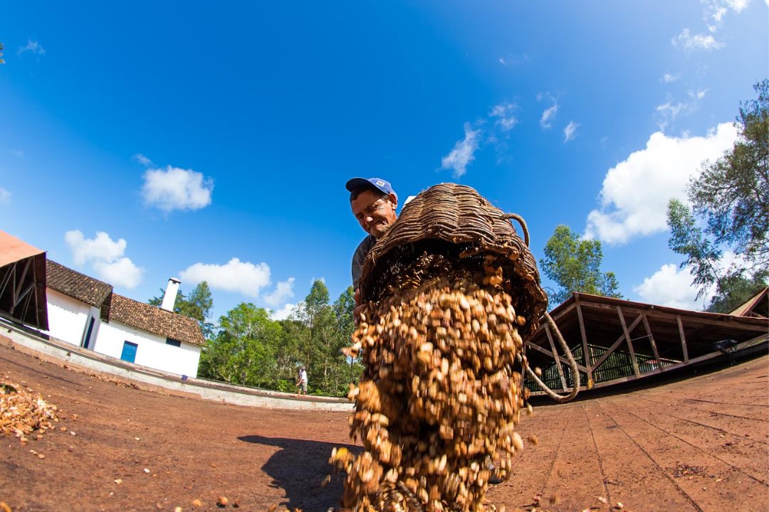 Cacau - Chocolate - Cacau Amado - Ilhéus - Fotografias de Paisagens - Paisagens Bonitas - Paisagens Lindas - Fotos de Paisagens Naturais - Fotografia de Paisagem - Fotografia de Viagem - Terras do Sem Fim