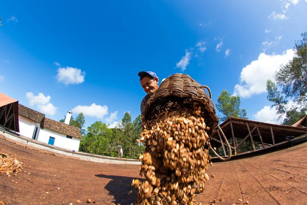 Cacau - Chocolate - Cacau Amado - Ilhéus - Fotografias de Paisagens - Paisagens Bonitas - Paisagens Lindas - Fotos de Paisagens Naturais - Fotografia de Paisagem - Fotografia de Viagem - Terras do Sem Fim