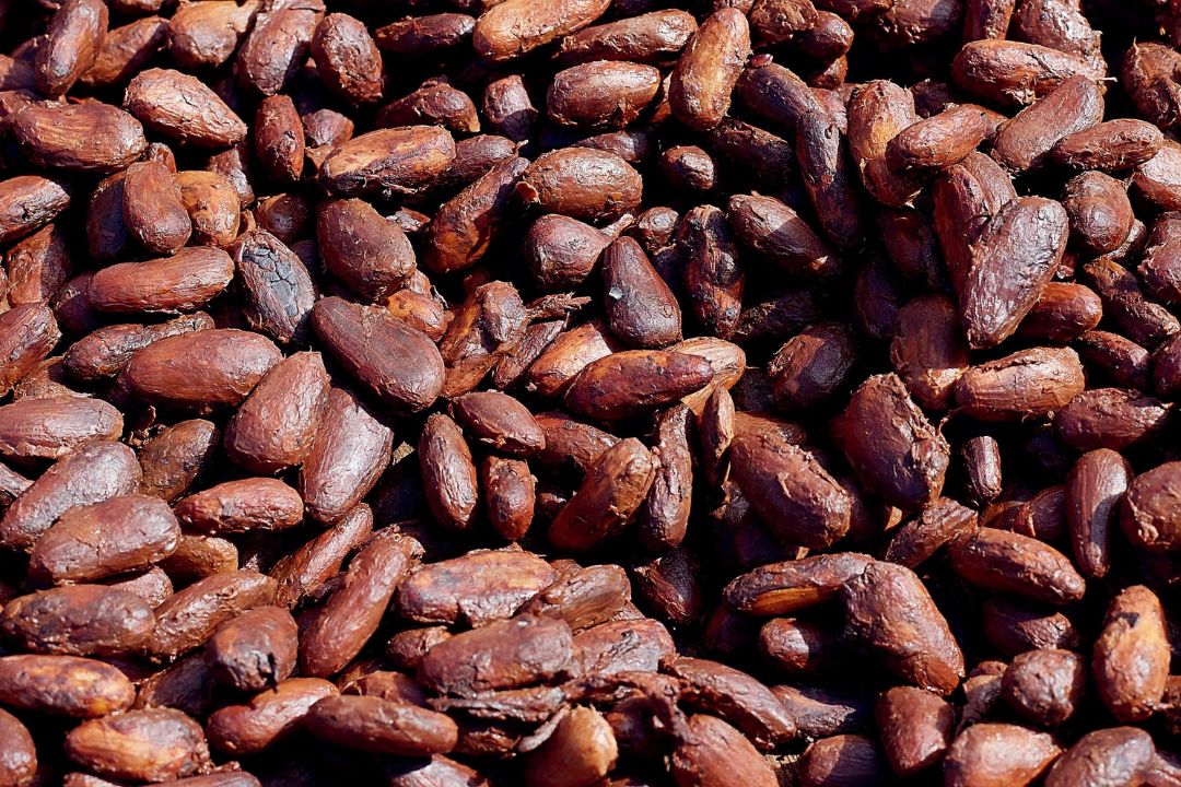 Cacau - Chocolate - Cacau Amado - Ilhéus - Fotografias de Paisagens - Paisagens Bonitas - Paisagens Lindas - Fotos de Paisagens Naturais - Fotografia de Paisagem - Fotografia de Viagem - Terras do Sem Fim