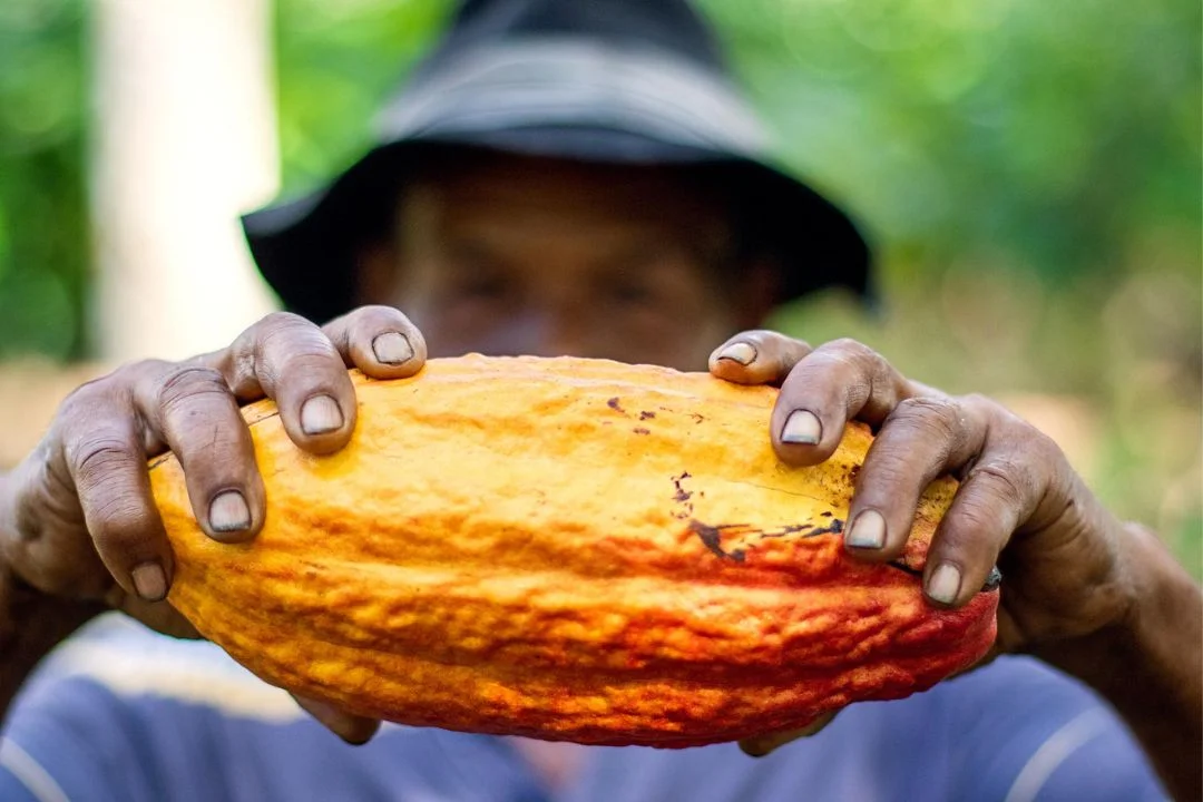 Cacau - Chocolate - Cacau Amado - Ilhéus - Fotografias de Paisagens - Paisagens Bonitas - Paisagens Lindas - Fotos de Paisagens Naturais - Fotografia de Paisagem - Fotografia de Viagem - Terras do Sem Fim