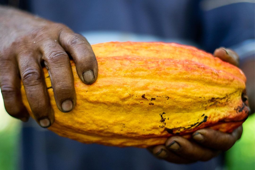 Cacau - Chocolate - Cacau Amado - Ilhéus - Fotografias de Paisagens - Paisagens Bonitas - Paisagens Lindas - Fotos de Paisagens Naturais - Fotografia de Paisagem - Fotografia de Viagem - Terras do Sem Fim