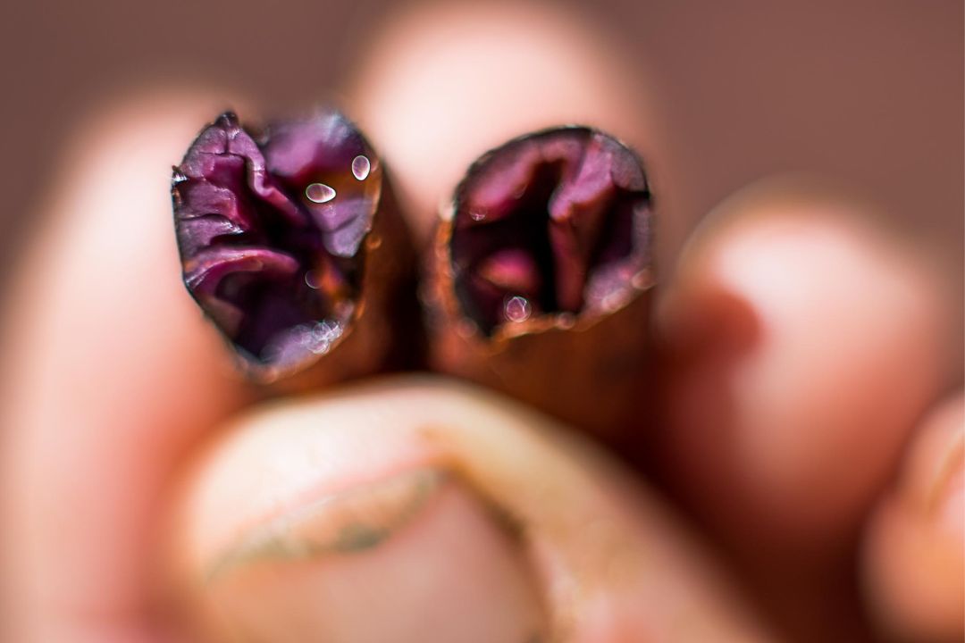 Cacau - Chocolate - Cacau Amado - Ilhéus - Fotografias de Paisagens - Paisagens Bonitas - Paisagens Lindas - Fotos de Paisagens Naturais - Fotografia de Paisagem - Fotografia de Viagem - Terras do Sem Fim