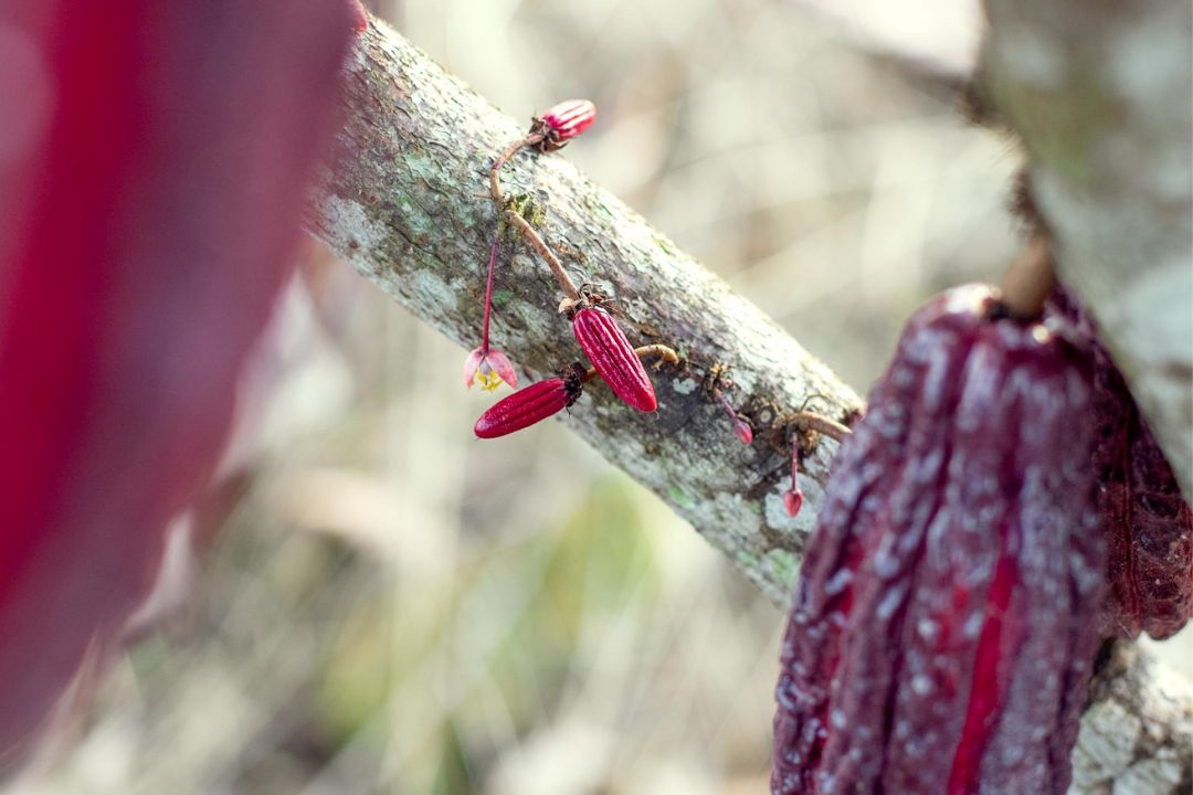 Cacau - Chocolate - Cacau Amado - Ilhéus - Fotografias de Paisagens - Paisagens Bonitas - Paisagens Lindas - Fotos de Paisagens Naturais - Fotografia de Paisagem - Fotografia de Viagem - Terras do Sem Fim