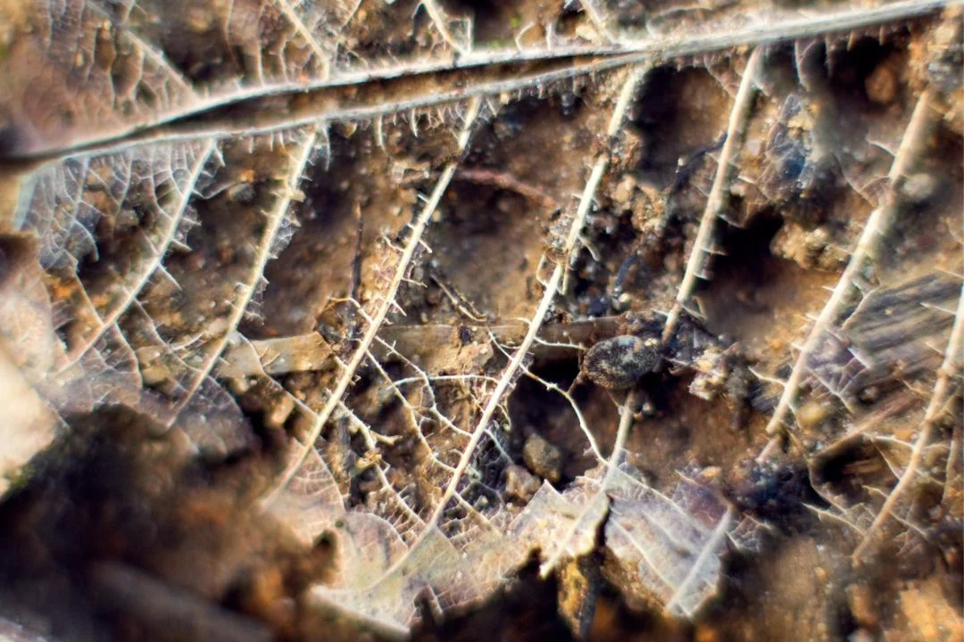 Cacau - Chocolate - Cacau Amado - Ilhéus - Fotografias de Paisagens - Paisagens Bonitas - Paisagens Lindas - Fotos de Paisagens Naturais - Fotografia de Paisagem - Fotografia de Viagem - Terras do Sem Fim