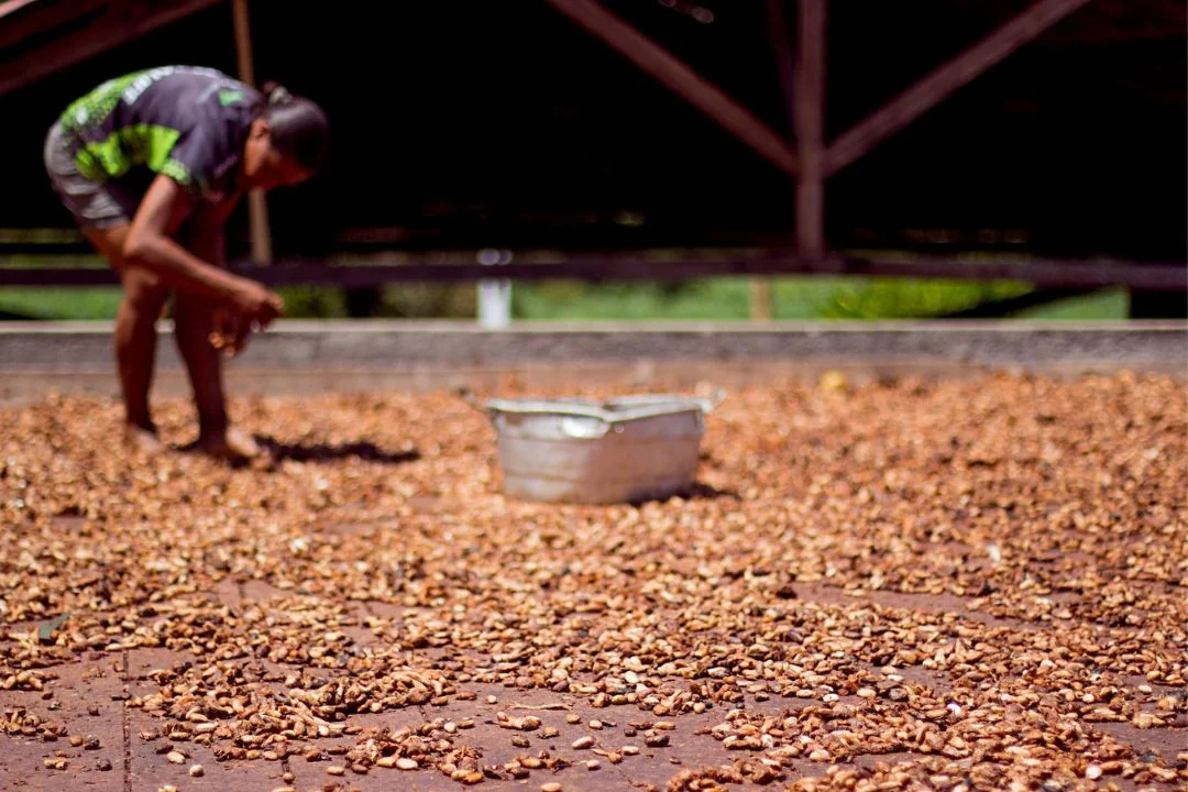 Cacau - Chocolate - Cacau Amado - Ilhéus - Fotografias de Paisagens - Paisagens Bonitas - Paisagens Lindas - Fotos de Paisagens Naturais - Fotografia de Paisagem - Fotografia de Viagem - Terras do Sem Fim