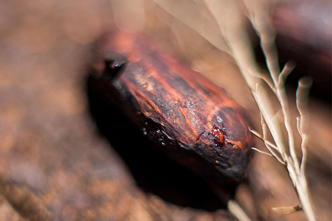 Cacau - Chocolate - Cacau Amado - Ilhéus - Fotografias de Paisagens - Paisagens Bonitas - Paisagens Lindas - Fotos de Paisagens Naturais - Fotografia de Paisagem - Fotografia de Viagem - Terras do Sem Fim