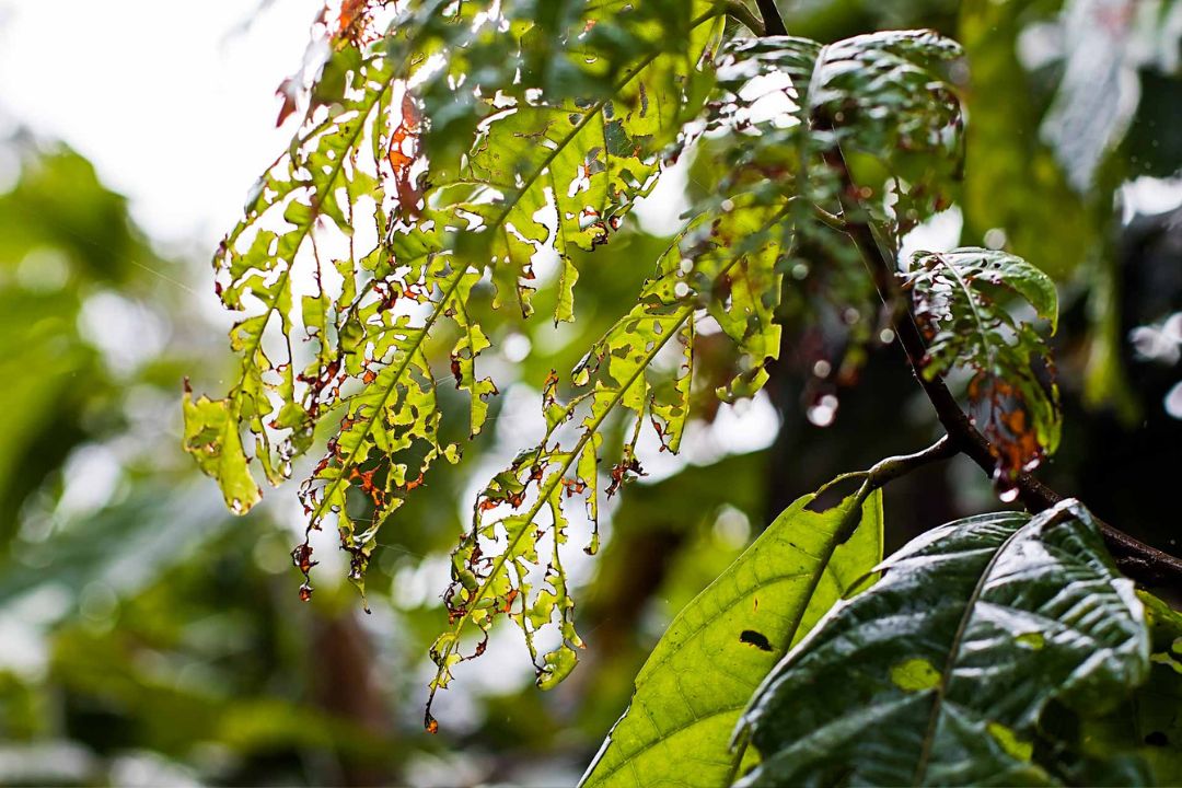 Cacau - Chocolate - Cacau Amado - Ilhéus - Fotografias de Paisagens - Paisagens Bonitas - Paisagens Lindas - Fotos de Paisagens Naturais - Fotografia de Paisagem - Fotografia de Viagem - Terras do Sem Fim