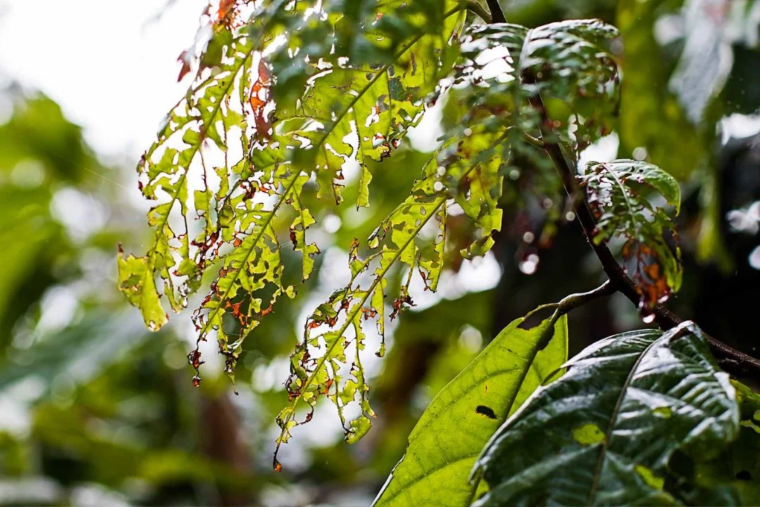 Cacau - Chocolate - Cacau Amado - Ilhéus - Fotografias de Paisagens - Paisagens Bonitas - Paisagens Lindas - Fotos de Paisagens Naturais - Fotografia de Paisagem - Fotografia de Viagem - Terras do Sem Fim