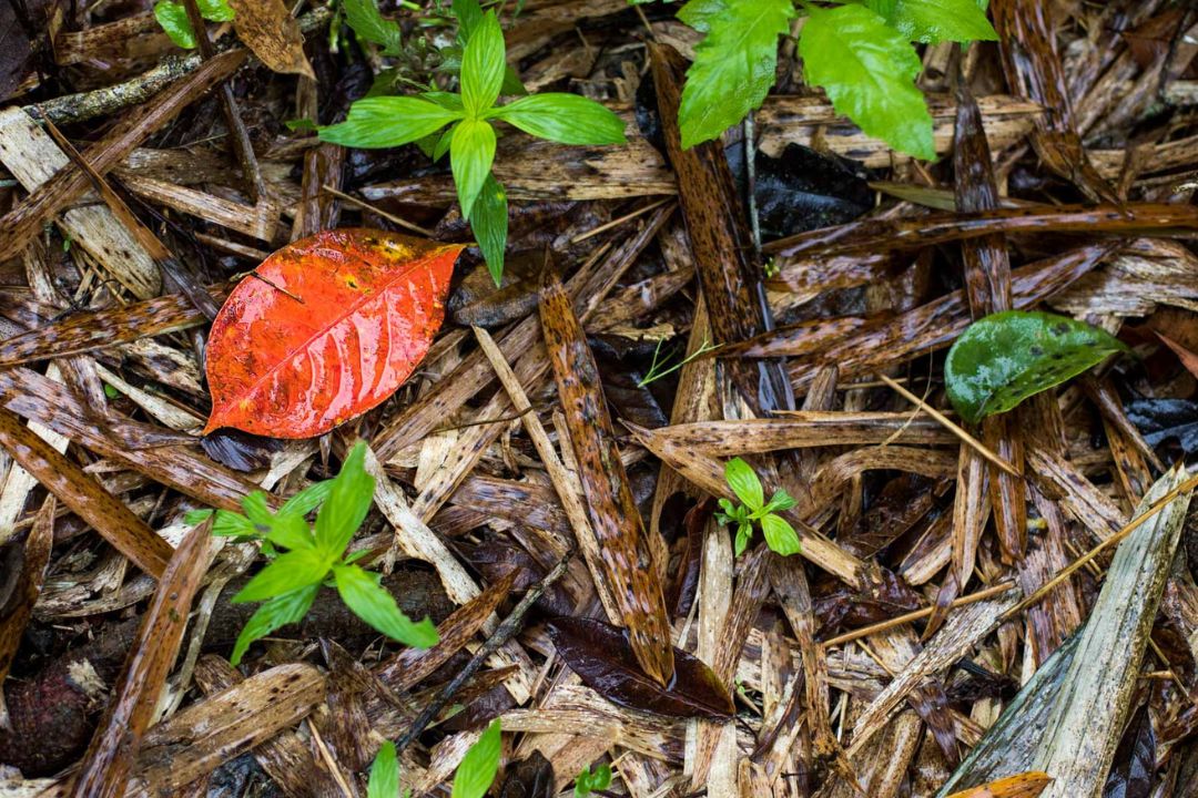 Cacau - Chocolate - Cacau Amado - Ilhéus - Fotografias de Paisagens - Paisagens Bonitas - Paisagens Lindas - Fotos de Paisagens Naturais - Fotografia de Paisagem - Fotografia de Viagem - Terras do Sem Fim
