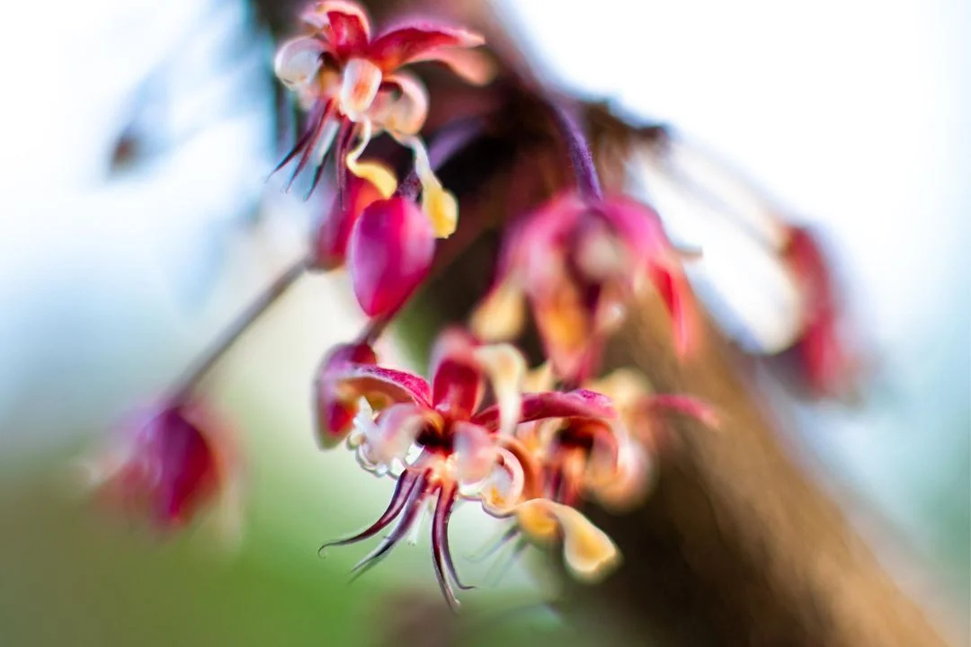 Cacau - Chocolate - Cacau Amado - Ilhéus - Fotografias de Paisagens - Paisagens Bonitas - Paisagens Lindas - Fotos de Paisagens Naturais - Fotografia de Paisagem - Fotografia de Viagem - Terras do Sem Fim