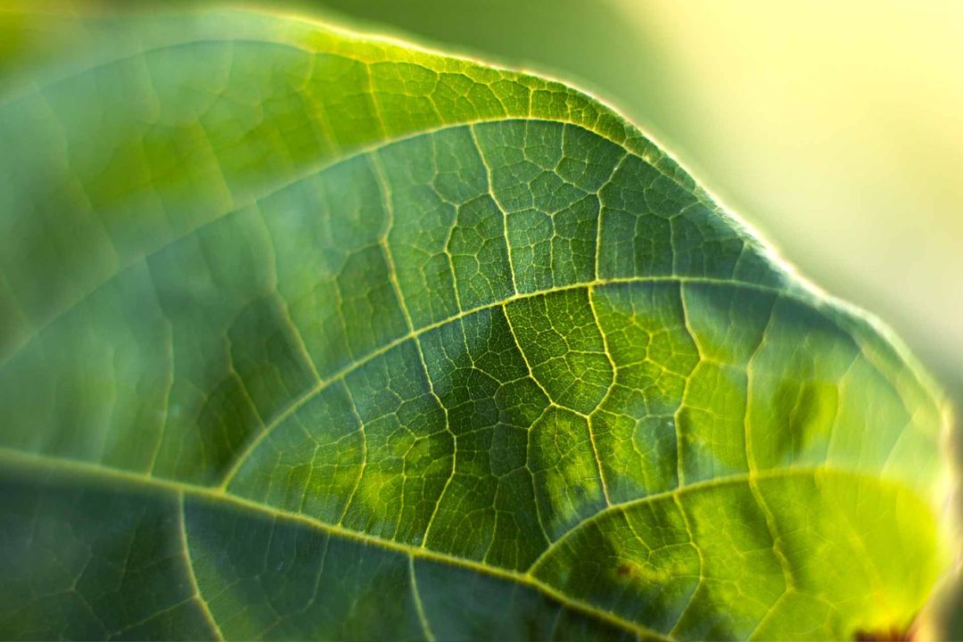 Cacau - Chocolate - Cacau Amado - Ilhéus - Fotografias de Paisagens - Paisagens Bonitas - Paisagens Lindas - Fotos de Paisagens Naturais - Fotografia de Paisagem - Fotografia de Viagem - Terras do Sem Fim