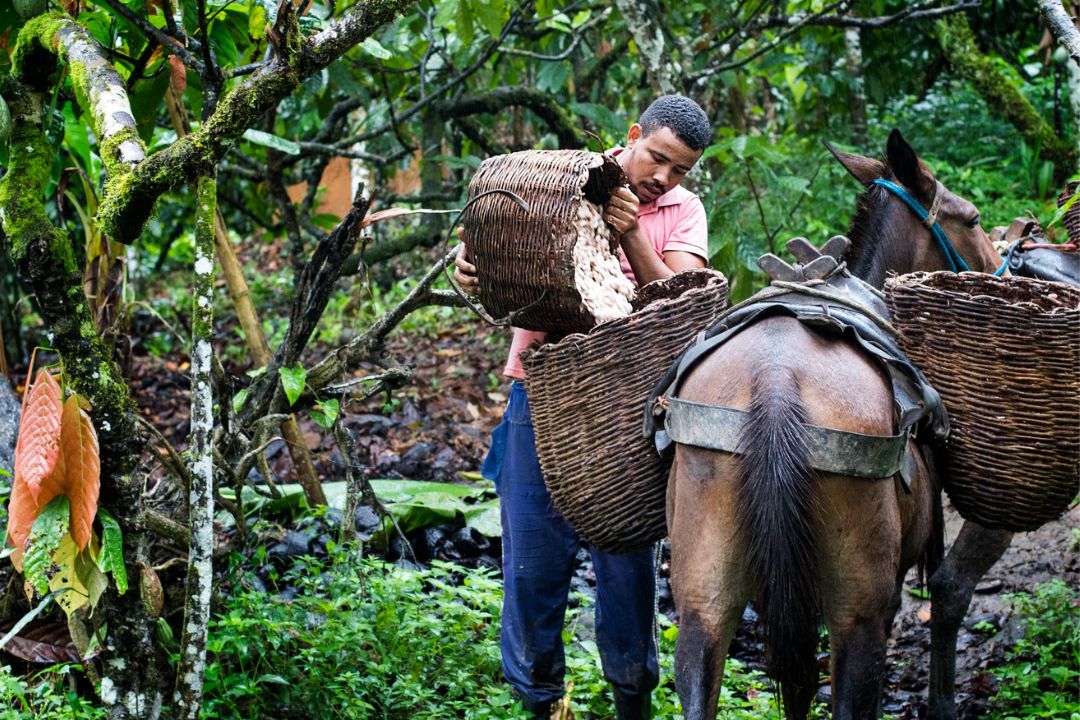 Cacau - Chocolate - Cacau Amado - Ilhéus - Fotografias de Paisagens - Paisagens Bonitas - Paisagens Lindas - Fotos de Paisagens Naturais - Fotografia de Paisagem - Fotografia de Viagem - Terras do Sem Fim