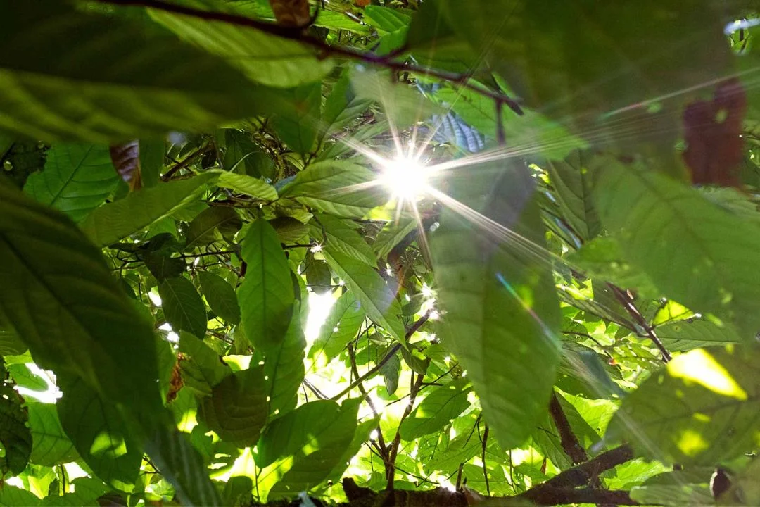 Cacau - Chocolate - Cacau Amado - Ilhéus - Fotografias de Paisagens - Paisagens Bonitas - Paisagens Lindas - Fotos de Paisagens Naturais - Fotografia de Paisagem - Fotografia de Viagem - Terras do Sem Fim