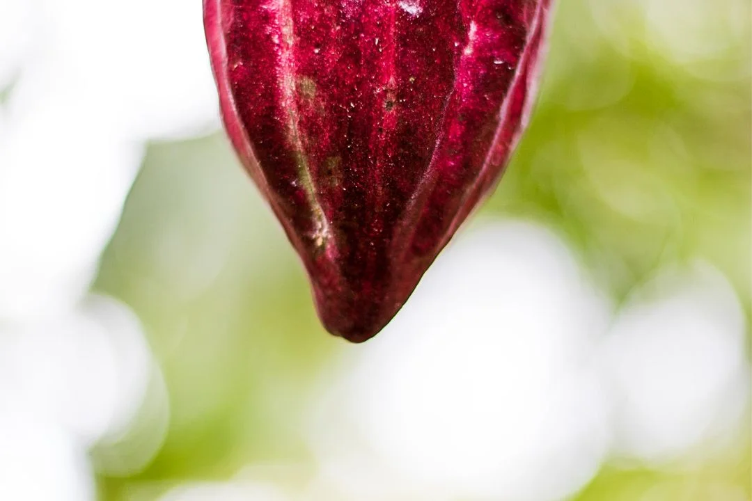 Cacau - Chocolate - Cacau Amado - Ilhéus - Fotografias de Paisagens - Paisagens Bonitas - Paisagens Lindas - Fotos de Paisagens Naturais - Fotografia de Paisagem - Fotografia de Viagem - Terras do Sem Fim