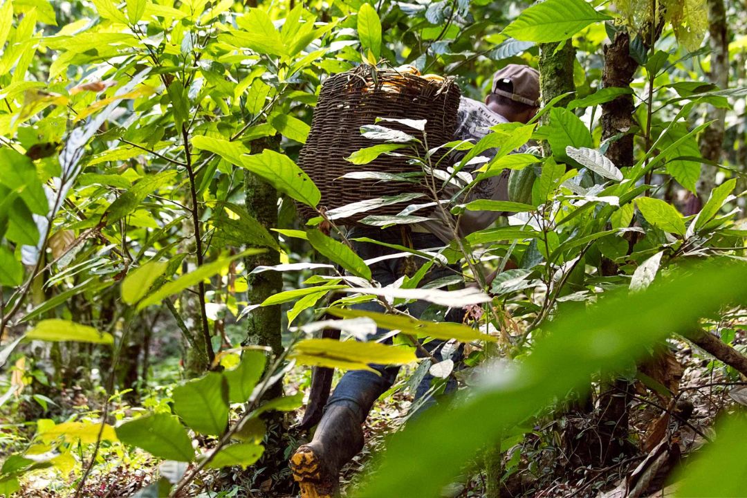 Cacau - Chocolate - Cacau Amado - Ilhéus - Fotografias de Paisagens - Paisagens Bonitas - Paisagens Lindas - Fotos de Paisagens Naturais - Fotografia de Paisagem - Fotografia de Viagem - Terras do Sem Fim