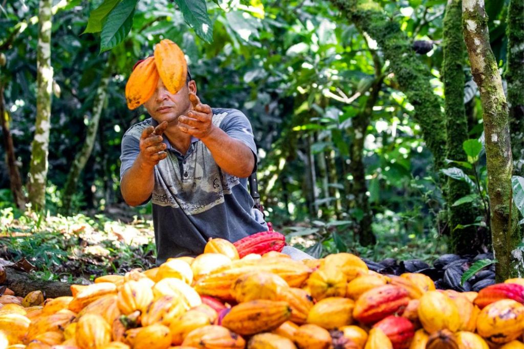 Cacau - Chocolate - Cacau Amado - Ilhéus - Fotografias de Paisagens - Paisagens Bonitas - Paisagens Lindas - Fotos de Paisagens Naturais - Fotografia de Paisagem - Fotografia de Viagem - Terras do Sem Fim