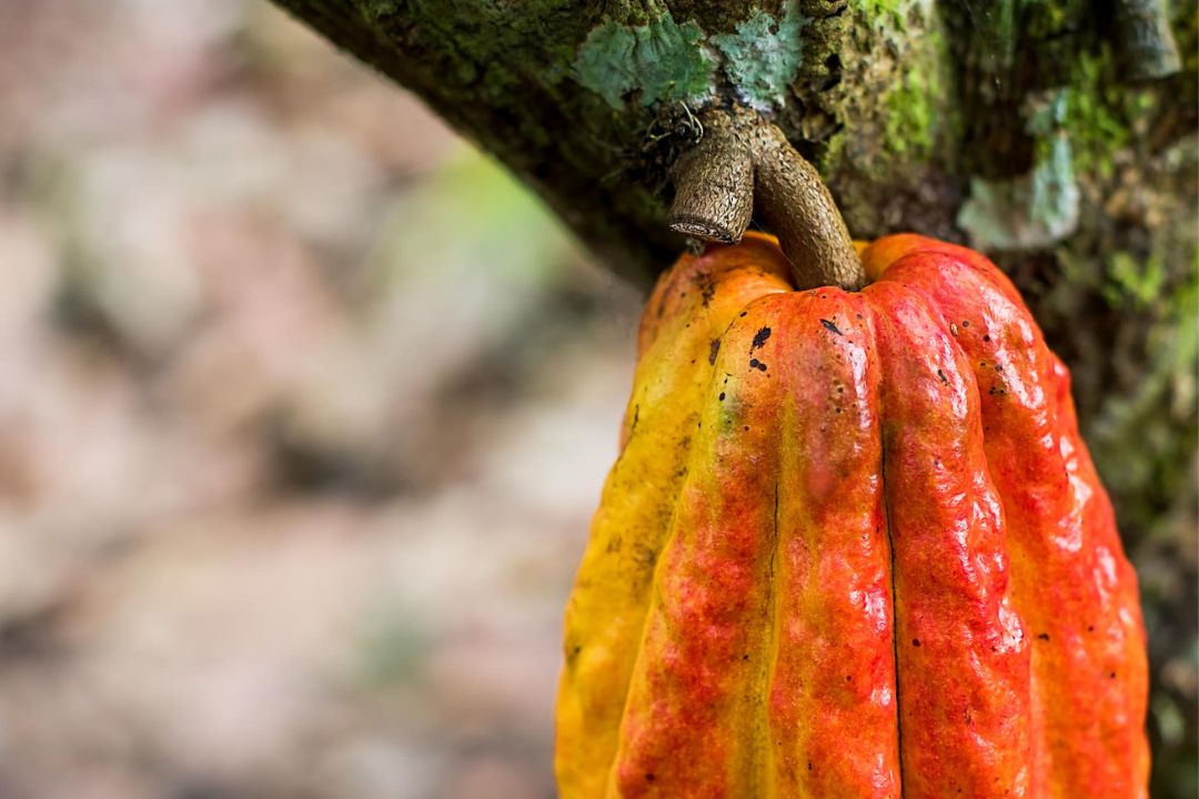 Cacau - Chocolate - Cacau Amado - Ilhéus - Fotografias de Paisagens - Paisagens Bonitas - Paisagens Lindas - Fotos de Paisagens Naturais - Fotografia de Paisagem - Fotografia de Viagem - Terras do Sem Fim