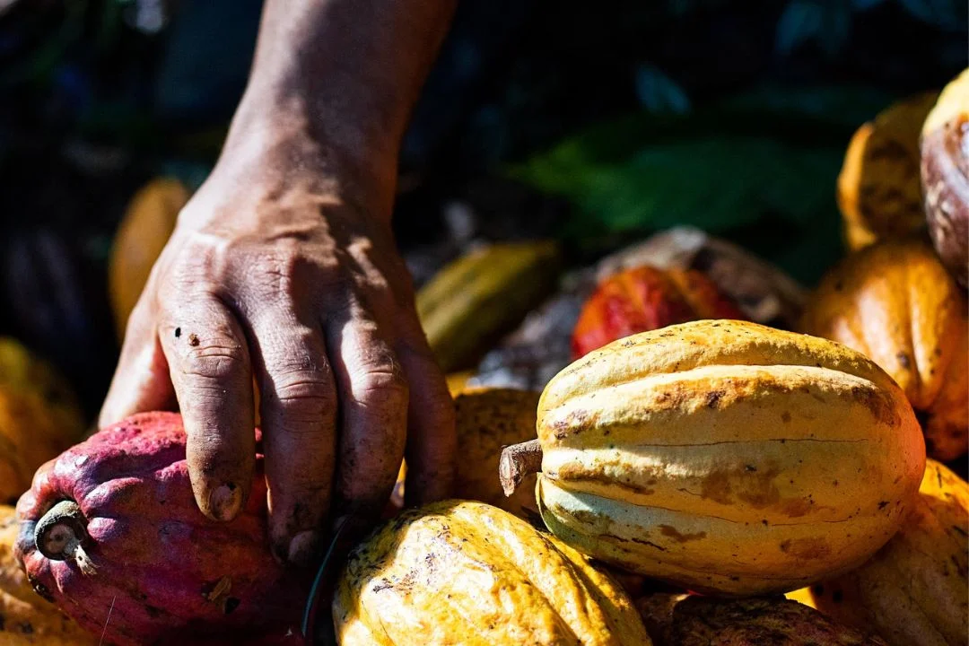 Cacau - Chocolate - Cacau Amado - Ilhéus - Fotografias de Paisagens - Paisagens Bonitas - Paisagens Lindas - Fotos de Paisagens Naturais - Fotografia de Paisagem - Fotografia de Viagem - Terras do Sem Fim
