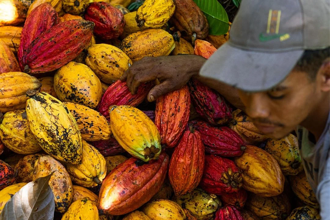 Cacau - Chocolate - Cacau Amado - Ilhéus - Fotografias de Paisagens - Paisagens Bonitas - Paisagens Lindas - Fotos de Paisagens Naturais - Fotografia de Paisagem - Fotografia de Viagem - Terras do Sem Fim