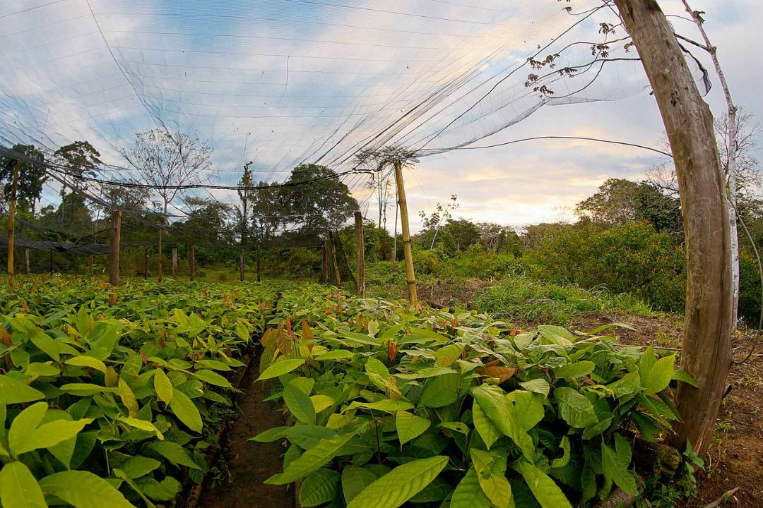 Cacau - Chocolate - Cacau Amado - Ilhéus - Fotografias de Paisagens - Paisagens Bonitas - Paisagens Lindas - Fotos de Paisagens Naturais - Fotografia de Paisagem - Fotografia de Viagem - Terras do Sem Fim
