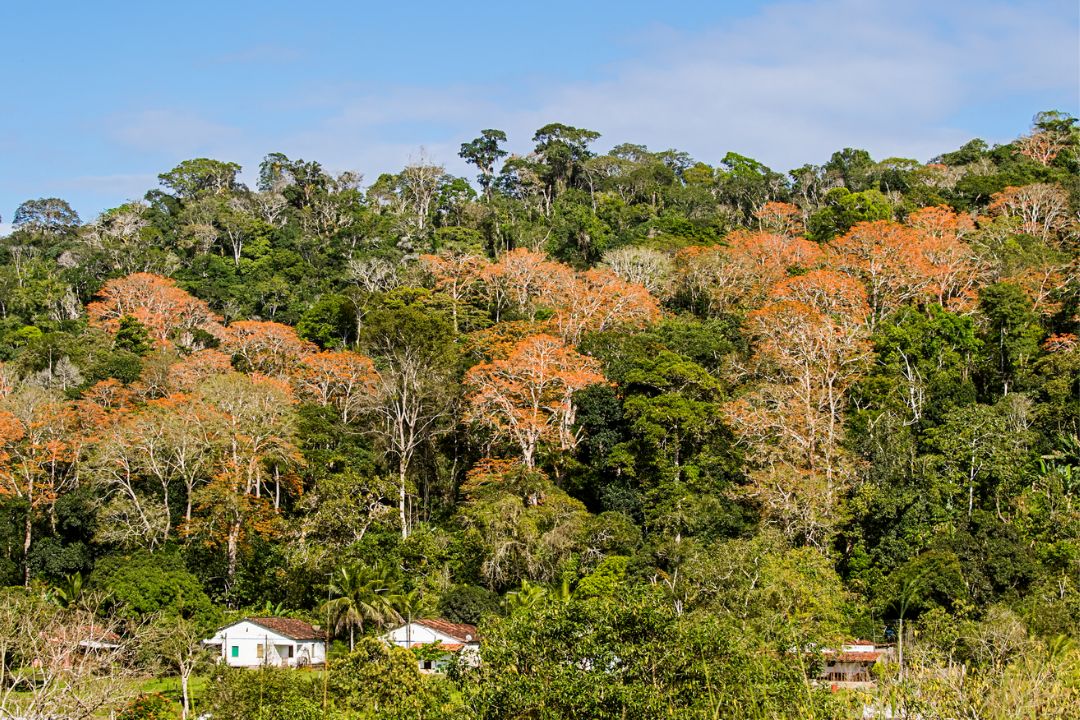 Cacau - Chocolate - Cacau Amado - Ilhéus - Fotografias de Paisagens - Paisagens Bonitas - Paisagens Lindas - Fotos de Paisagens Naturais - Fotografia de Paisagem - Fotografia de Viagem - Terras do Sem Fim