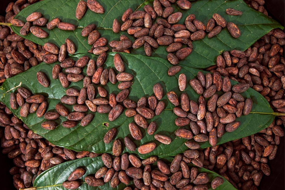 Cacau - Chocolate - Cacau Amado - Ilhéus - Fotografias de Paisagens - Paisagens Bonitas - Paisagens Lindas - Fotos de Paisagens Naturais - Fotografia de Paisagem - Fotografia de Viagem - Terras do Sem Fim