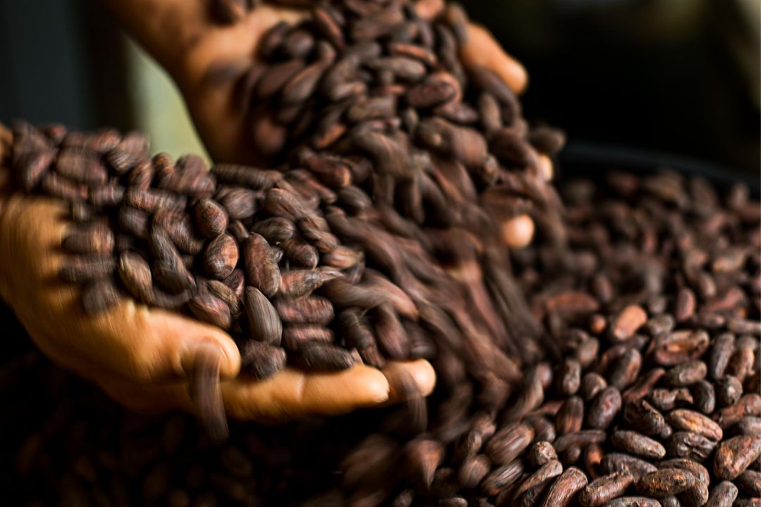 Cacau - Chocolate - Cacau Amado - Ilhéus - Fotografias de Paisagens - Paisagens Bonitas - Paisagens Lindas - Fotos de Paisagens Naturais - Fotografia de Paisagem - Fotografia de Viagem - Terras do Sem Fim