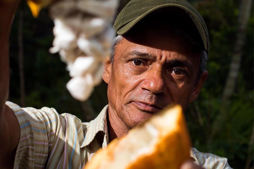 Cacau - Chocolate - Cacau Amado - Ilhéus - Fotografias de Paisagens - Paisagens Bonitas - Paisagens Lindas - Fotos de Paisagens Naturais - Fotografia de Paisagem - Fotografia de Viagem - Terras do Sem Fim