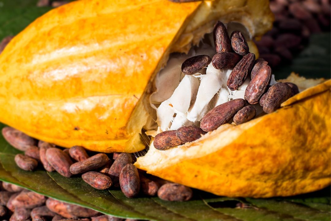 Cacau - Chocolate - Cacau Amado - Ilhéus - Fotografias de Paisagens - Paisagens Bonitas - Paisagens Lindas - Fotos de Paisagens Naturais - Fotografia de Paisagem - Fotografia de Viagem - Terras do Sem Fim