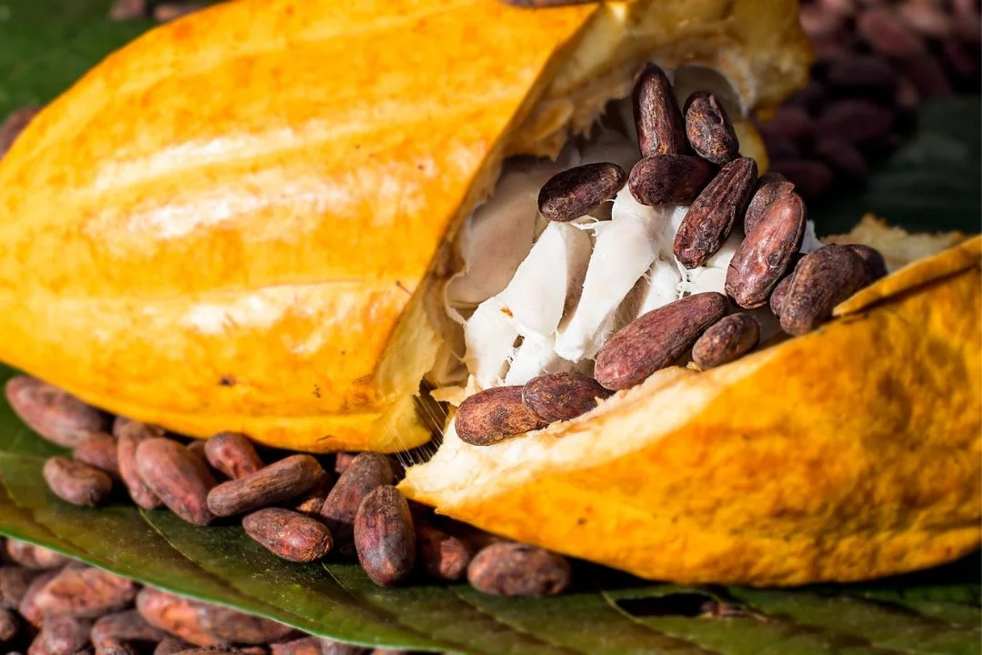 Cacau - Chocolate - Cacau Amado - Ilhéus - Fotografias de Paisagens - Paisagens Bonitas - Paisagens Lindas - Fotos de Paisagens Naturais - Fotografia de Paisagem - Fotografia de Viagem - Terras do Sem Fim