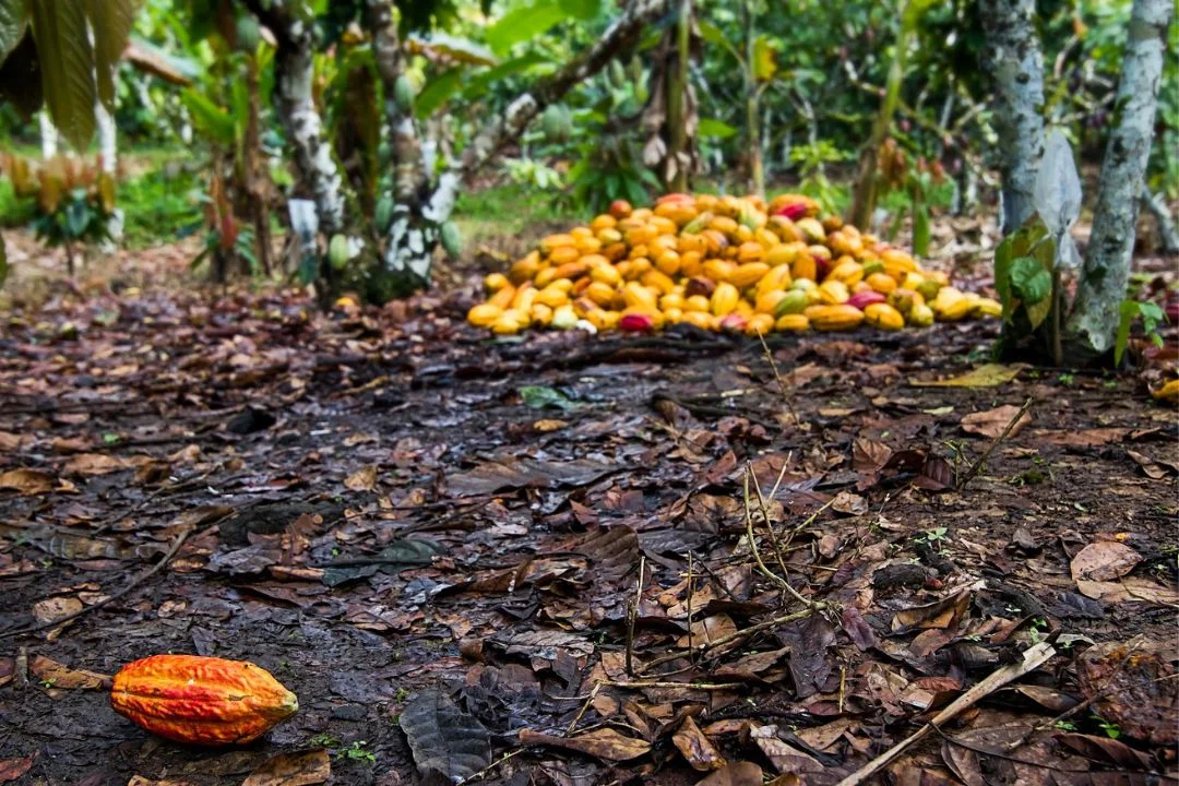 Cacau - Chocolate - Cacau Amado - Ilhéus - Fotografias de Paisagens - Paisagens Bonitas - Paisagens Lindas - Fotos de Paisagens Naturais - Fotografia de Paisagem - Fotografia de Viagem - Terras do Sem Fim