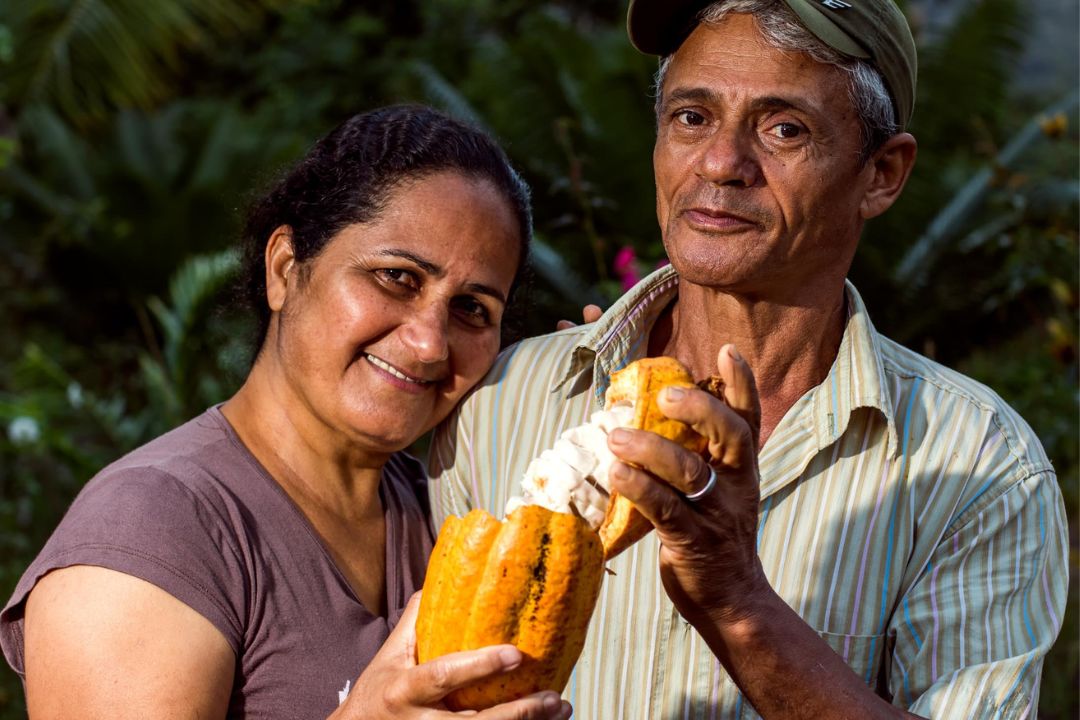 Cacau - Chocolate - Cacau Amado - Ilhéus - Fotografias de Paisagens - Paisagens Bonitas - Paisagens Lindas - Fotos de Paisagens Naturais - Fotografia de Paisagem - Fotografia de Viagem - Terras do Sem Fim