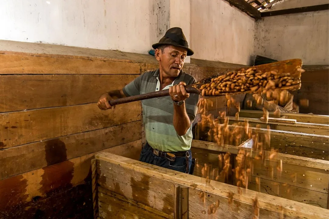 Cacau - Chocolate - Cacau Amado - Ilhéus - Fotografias de Paisagens - Paisagens Bonitas - Paisagens Lindas - Fotos de Paisagens Naturais - Fotografia de Paisagem - Fotografia de Viagem - Terras do Sem Fim