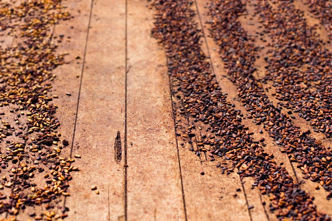 Cacau - Chocolate - Cacau Amado - Ilhéus - Fotografias de Paisagens - Paisagens Bonitas - Paisagens Lindas - Fotos de Paisagens Naturais - Fotografia de Paisagem - Fotografia de Viagem - Terras do Sem Fim