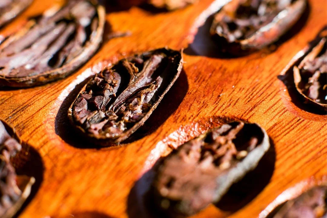 Cacau - Chocolate - Cacau Amado - Ilhéus - Fotografias de Paisagens - Paisagens Bonitas - Paisagens Lindas - Fotos de Paisagens Naturais - Fotografia de Paisagem - Fotografia de Viagem - Terras do Sem Fim