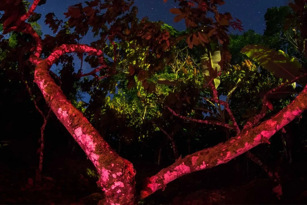 Cacau - Chocolate - Cacau Amado - Ilhéus - Fotografias de Paisagens - Paisagens Bonitas - Paisagens Lindas - Fotos de Paisagens Naturais - Fotografia de Paisagem - Fotografia de Viagem - Terras do Sem Fim