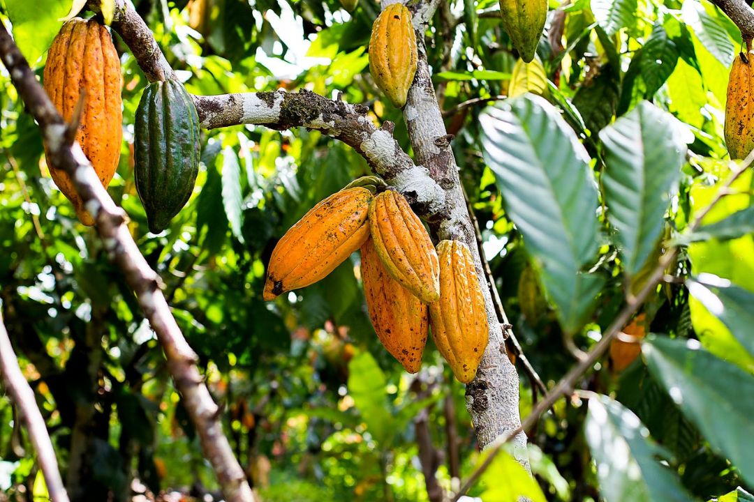 Cacau - Chocolate - Cacau Amado - Ilhéus - Fotografias de Paisagens - Paisagens Bonitas - Paisagens Lindas - Fotos de Paisagens Naturais - Fotografia de Paisagem - Fotografia de Viagem - Terras do Sem Fim