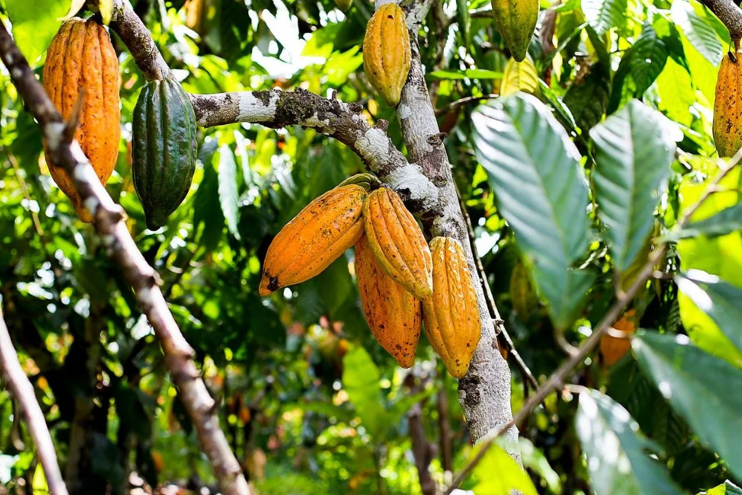 Cacau - Chocolate - Cacau Amado - Ilhéus - Fotografias de Paisagens - Paisagens Bonitas - Paisagens Lindas - Fotos de Paisagens Naturais - Fotografia de Paisagem - Fotografia de Viagem - Terras do Sem Fim