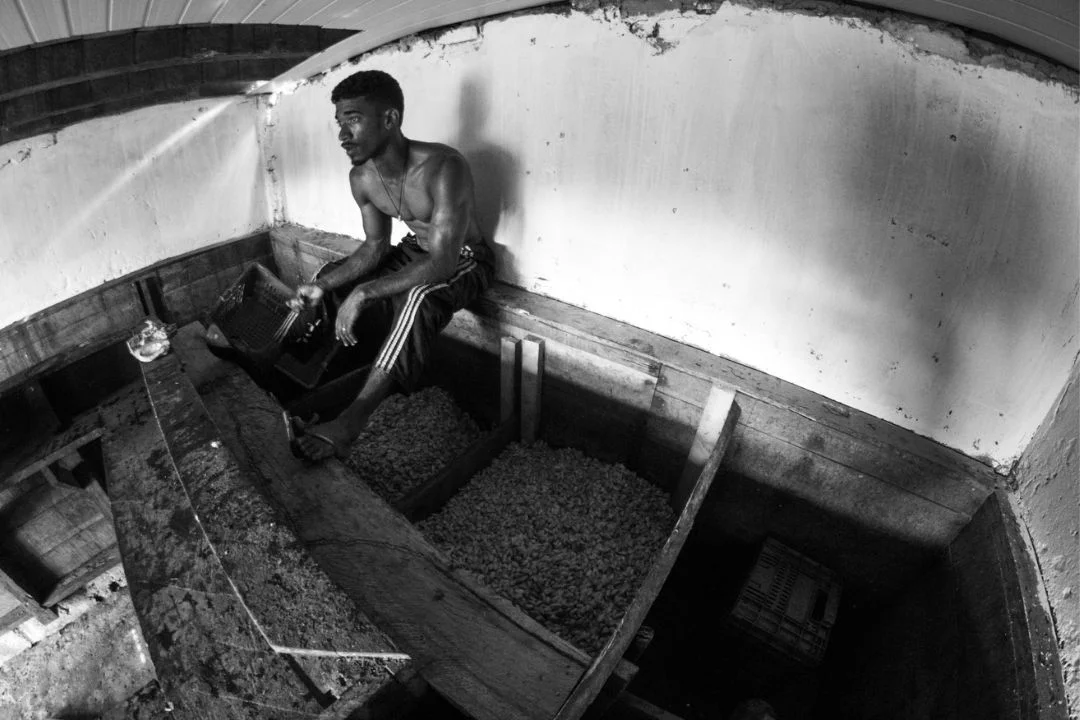 Cacau - Chocolate - Cacau Amado - Ilhéus - Fotografias de Paisagens - Paisagens Bonitas - Paisagens Lindas - Fotos de Paisagens Naturais - Fotografia de Paisagem - Fotografia de Viagem - Terras do Sem Fim