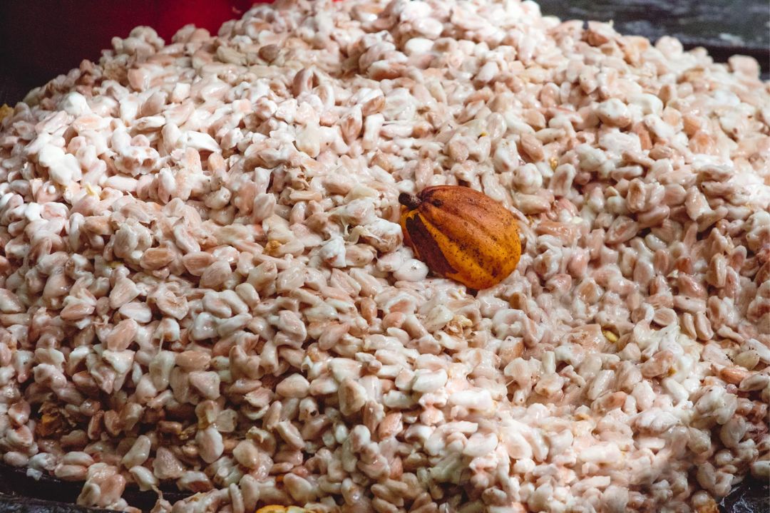 Cacau - Chocolate - Cacau Amado - Ilhéus - Fotografias de Paisagens - Paisagens Bonitas - Paisagens Lindas - Fotos de Paisagens Naturais - Fotografia de Paisagem - Fotografia de Viagem - Terras do Sem Fim